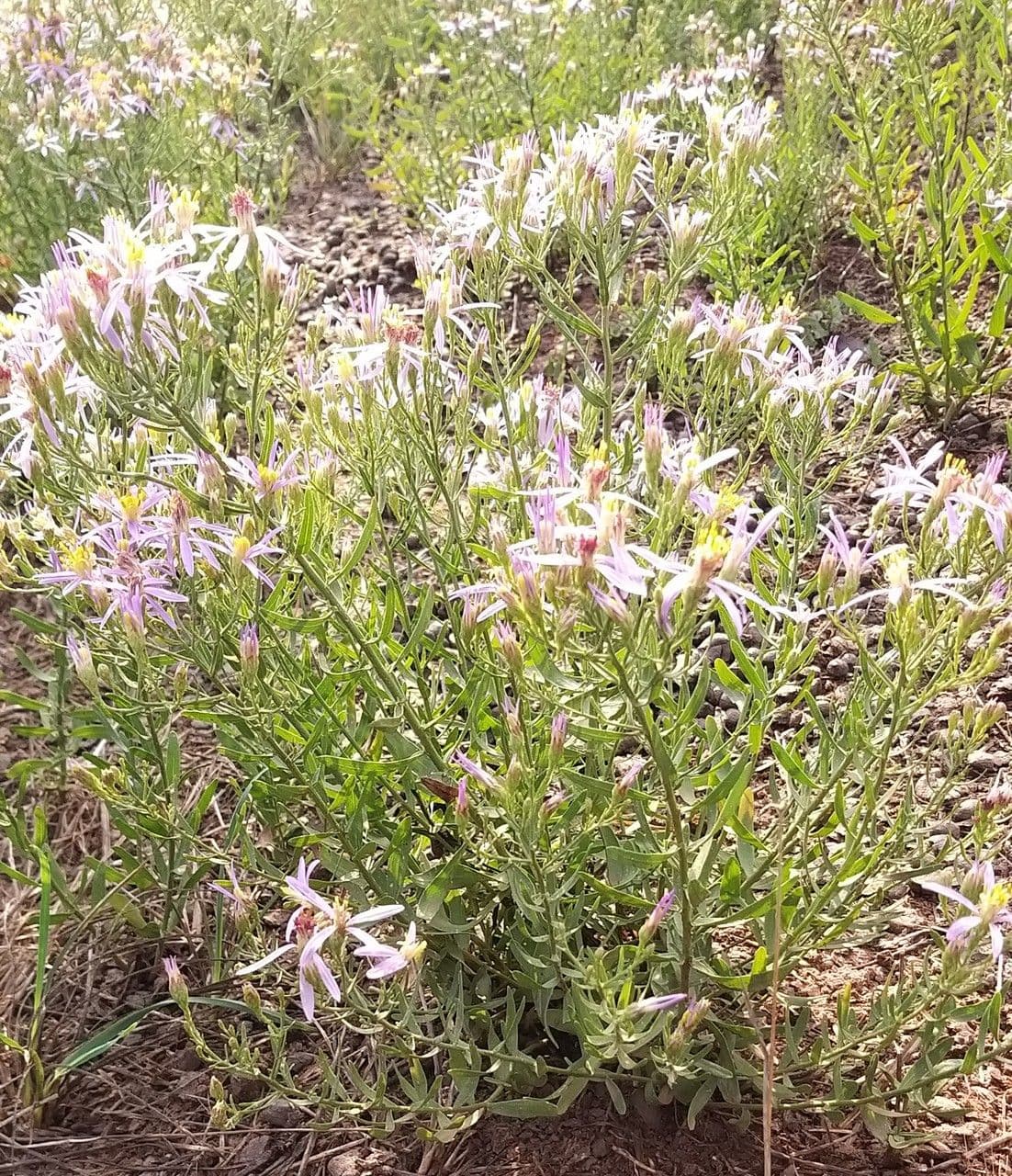 Galatella sedifolia 9