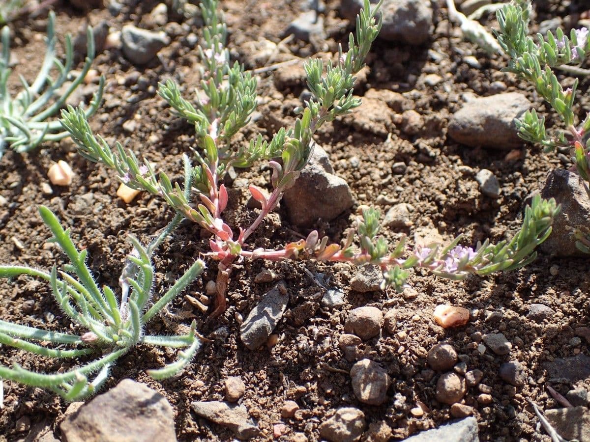 Salcerella timoidea 2