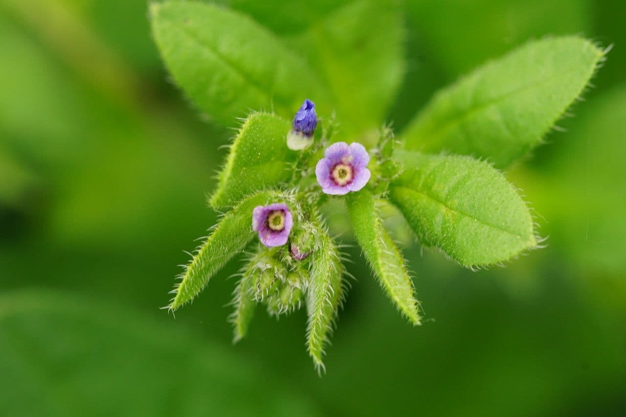 Lappola aspera 8