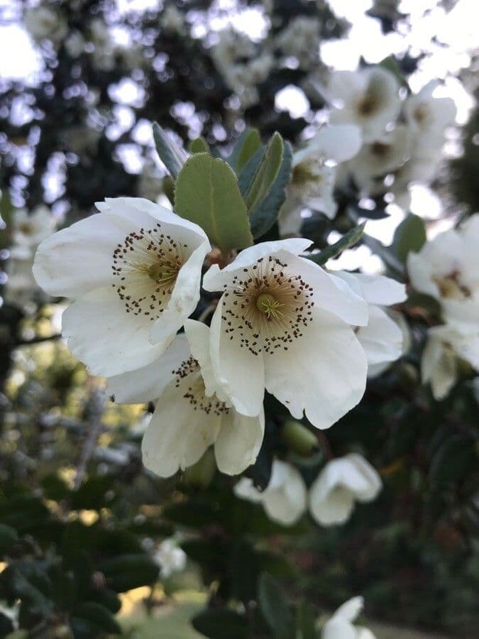Eucryphia 8