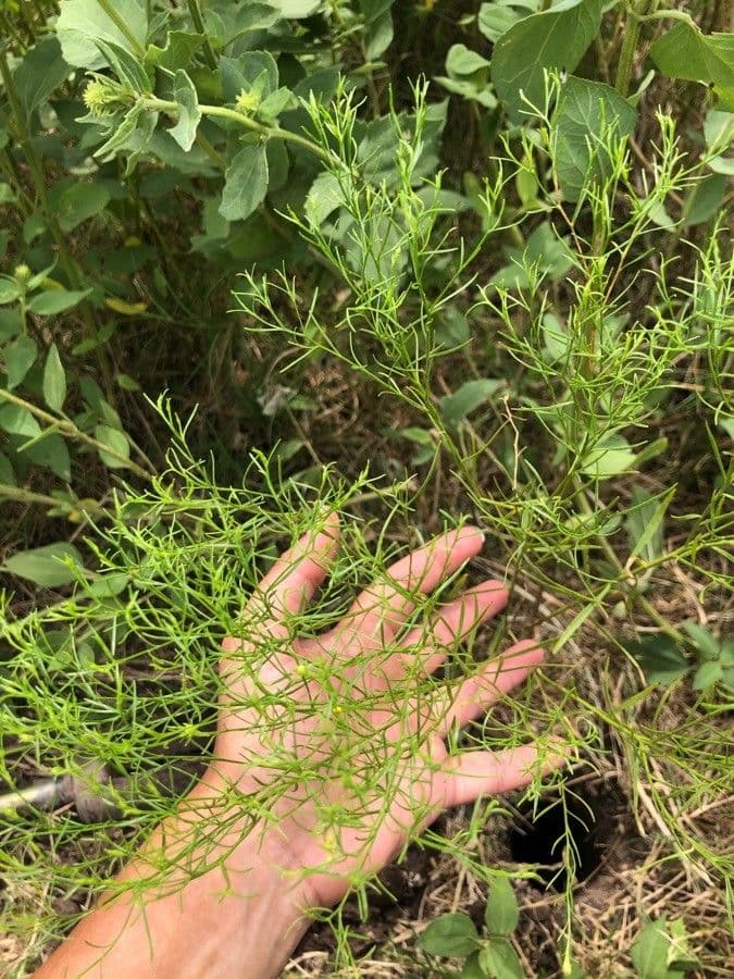 Amphiachyris dracunculoides 13