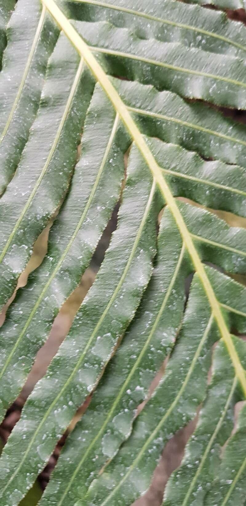 Blechnum 8