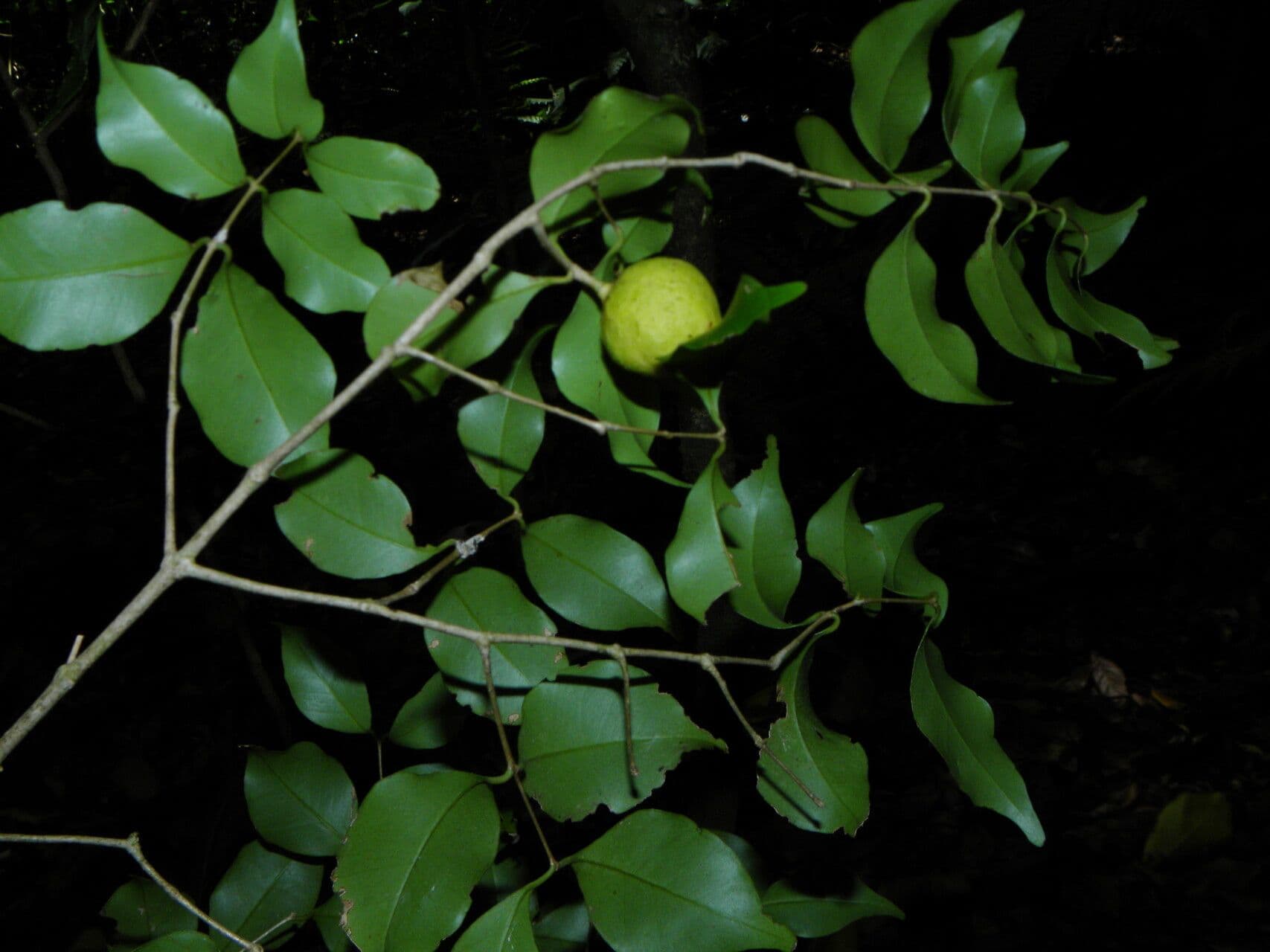 Eugenia costaricensis