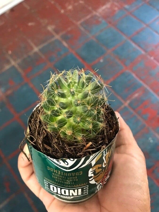 Cactus 7