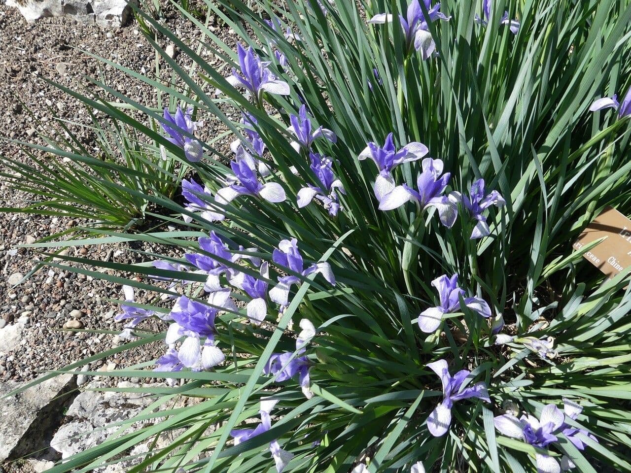 Milchweiße Iris 7