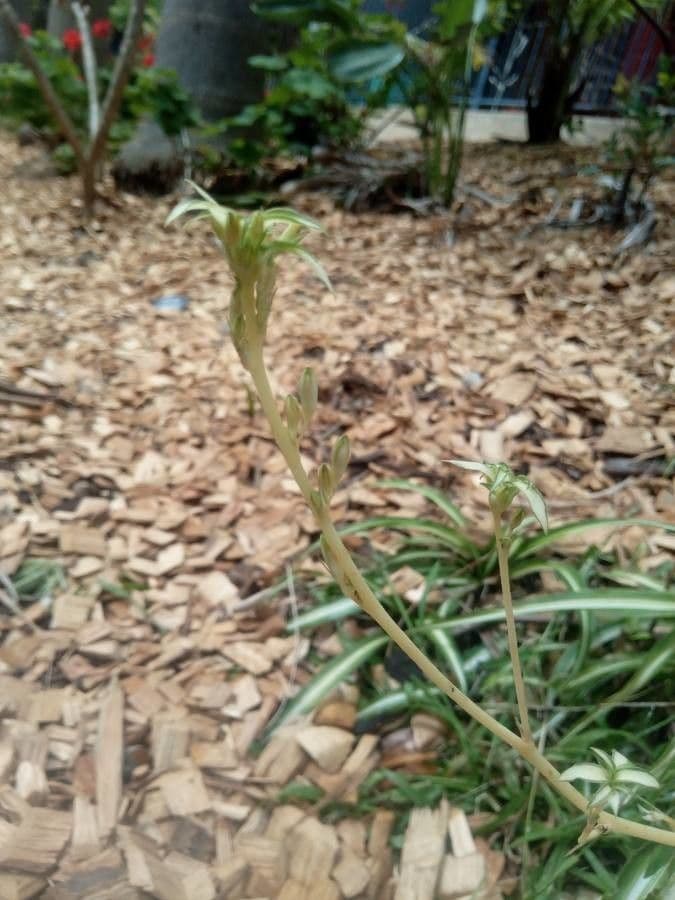 Chlorophytum 26
