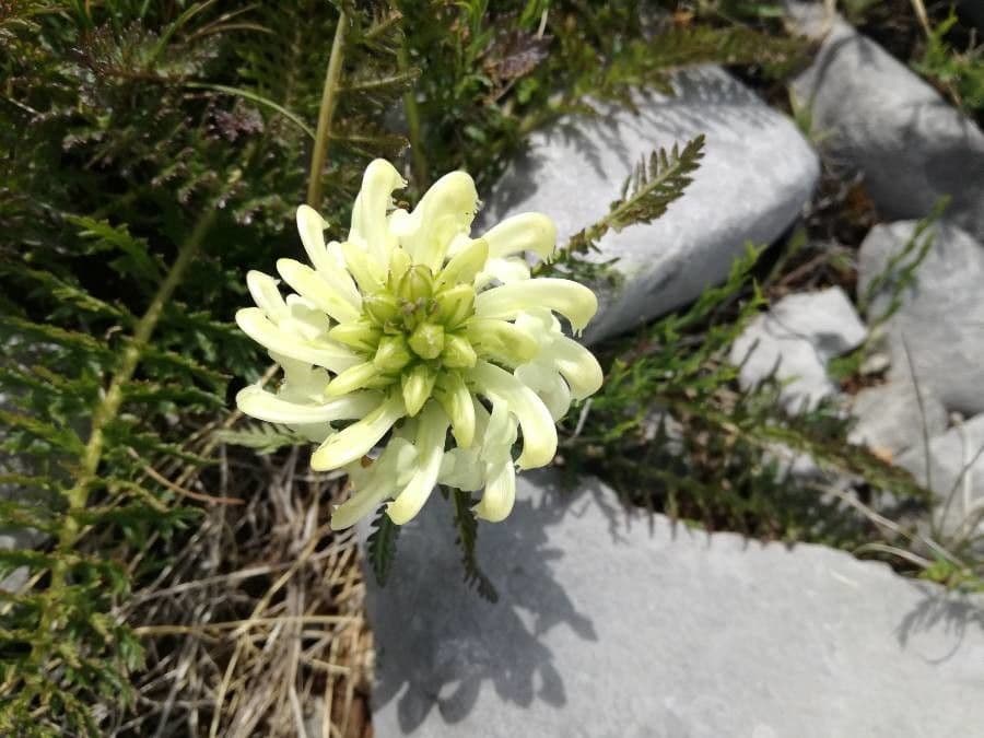 Pedicularis comosa 4