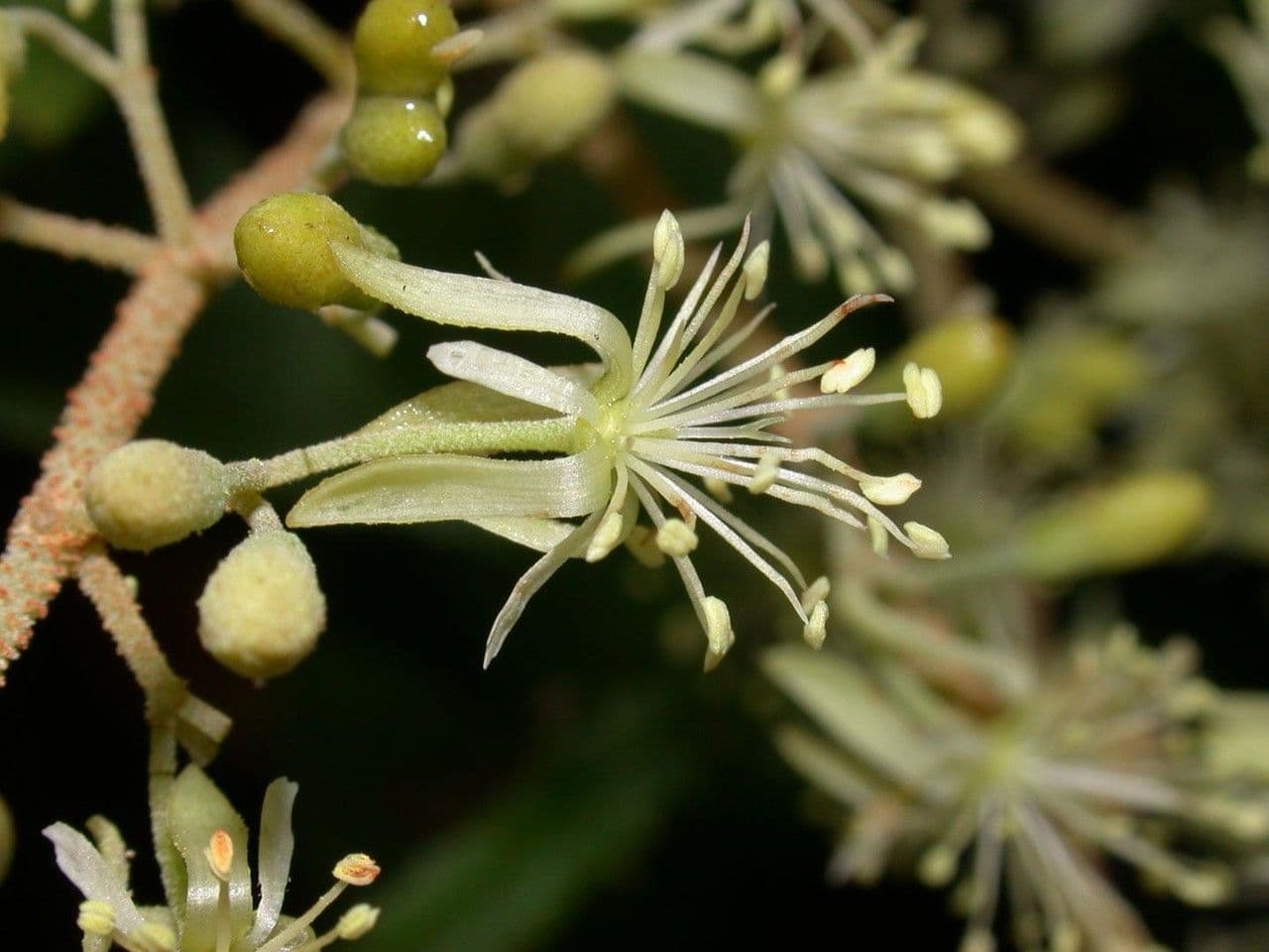 Heliocarpus 8