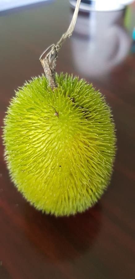 Cetriolo 5