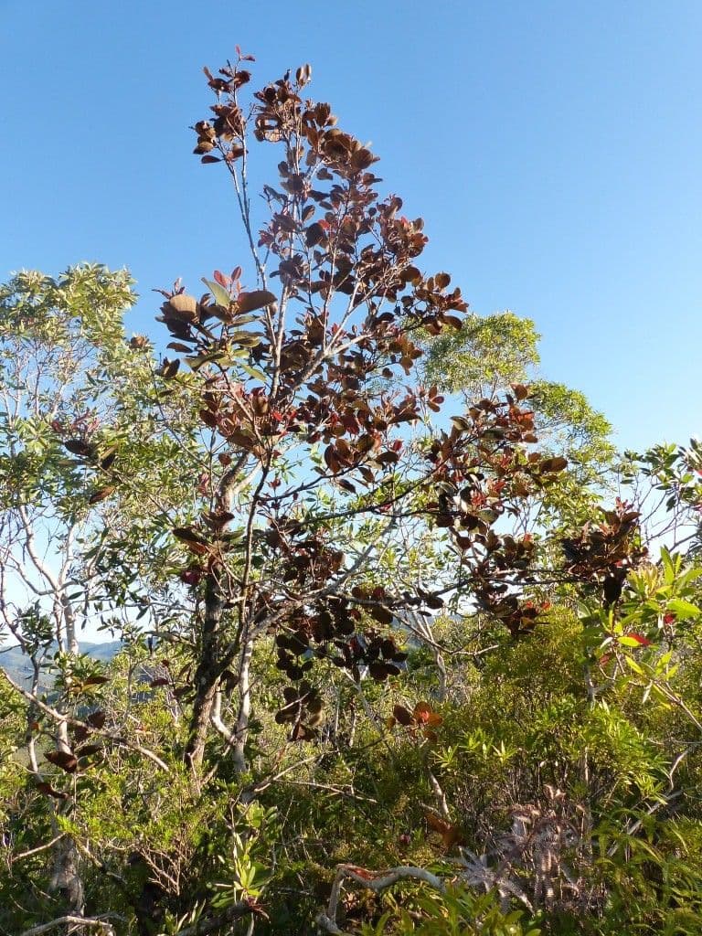 Berg-Codia 4