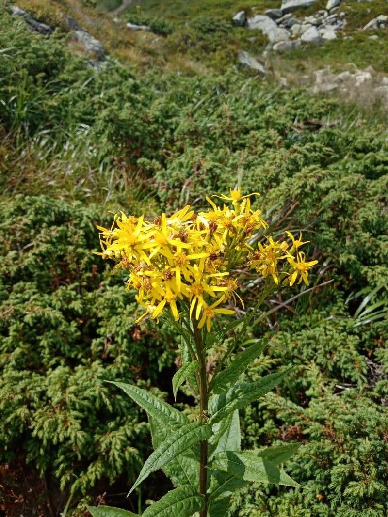Senecio triangular 2