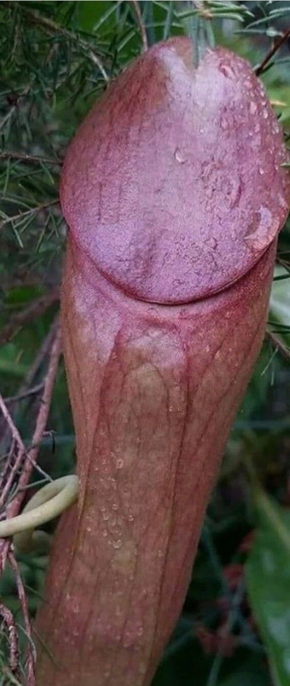 Sarracenia minore 3
