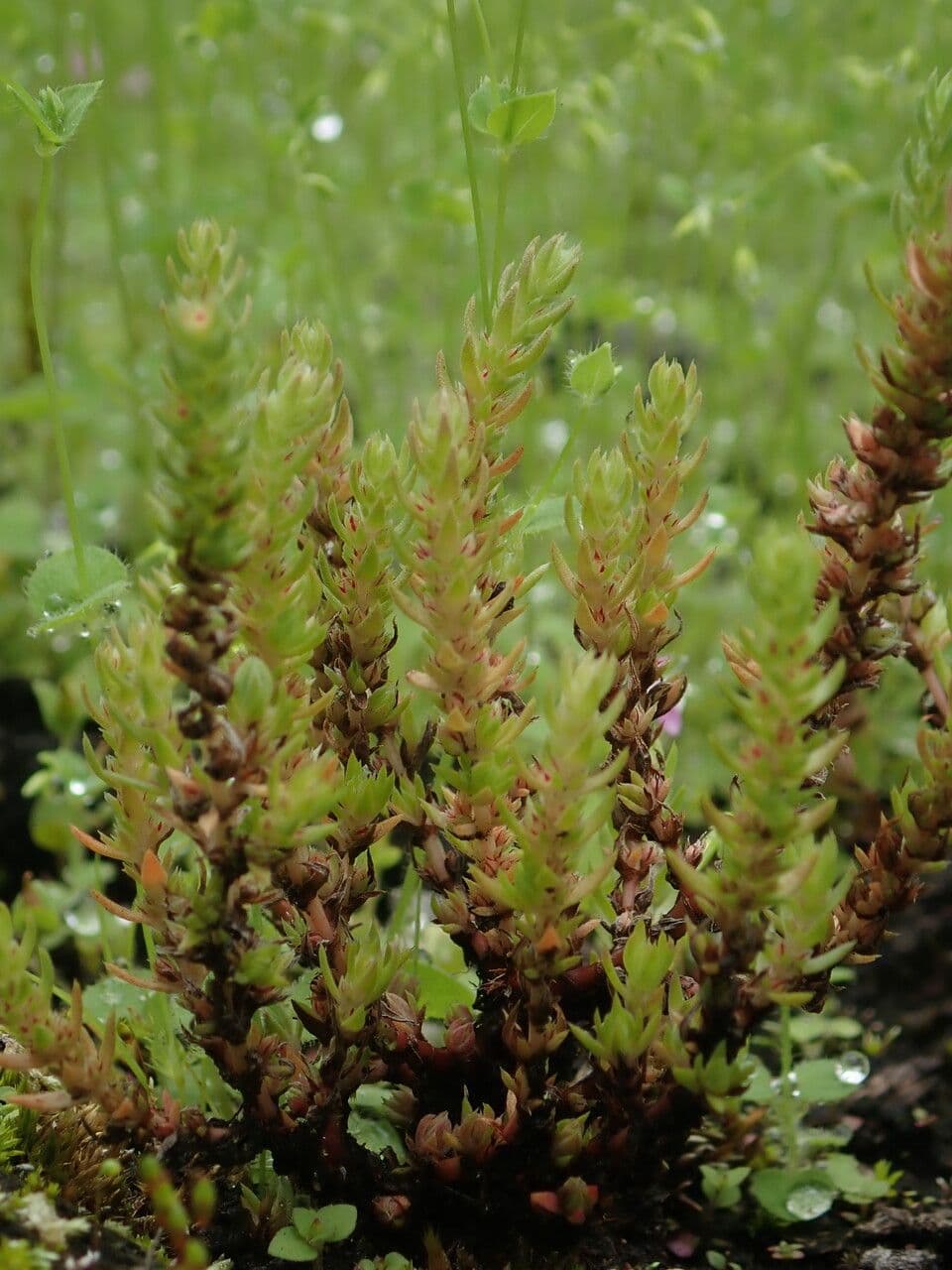 Crassula 4