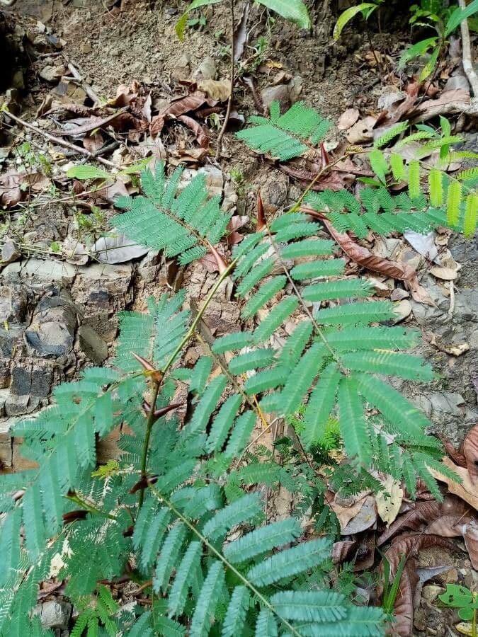 Acacia cornuta 16