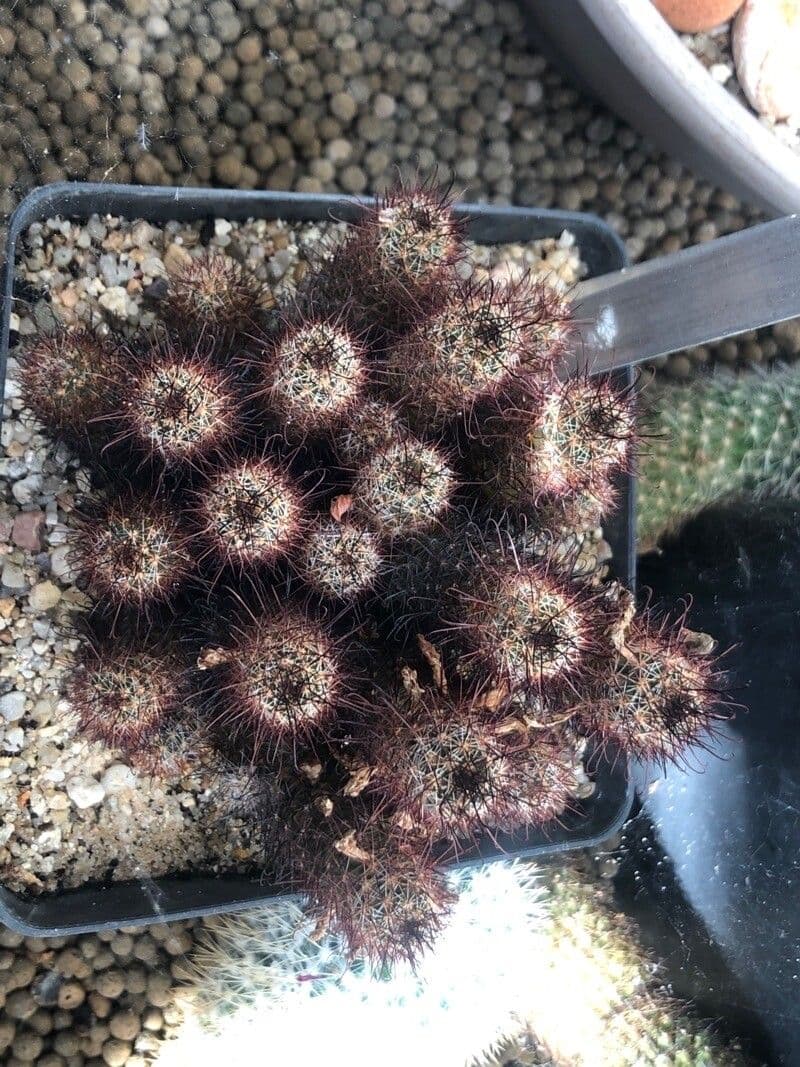 Cactus di Mazatlán 4