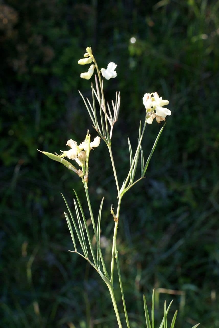Lathyrus 12