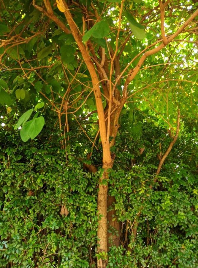 Bauhinia variegata 22