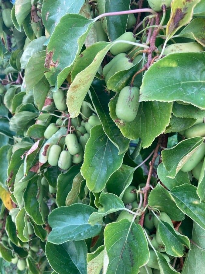 Kiwi arguta 4