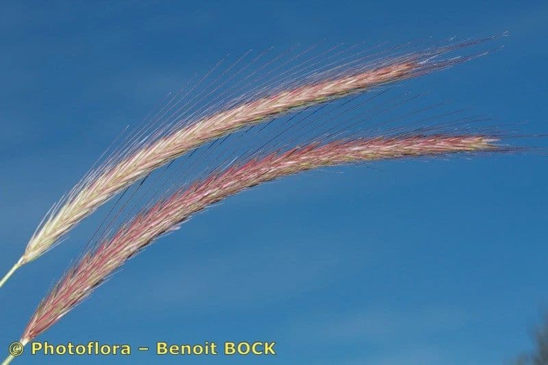 Orzo bulboso 22