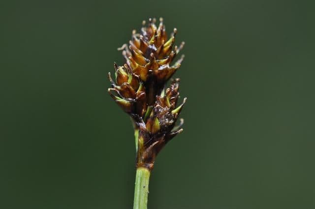 Carex di Lachenal 2