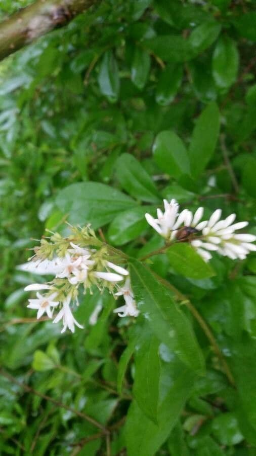 Border privet 3