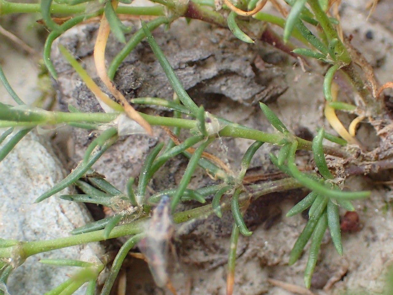 Spergularia comune 11