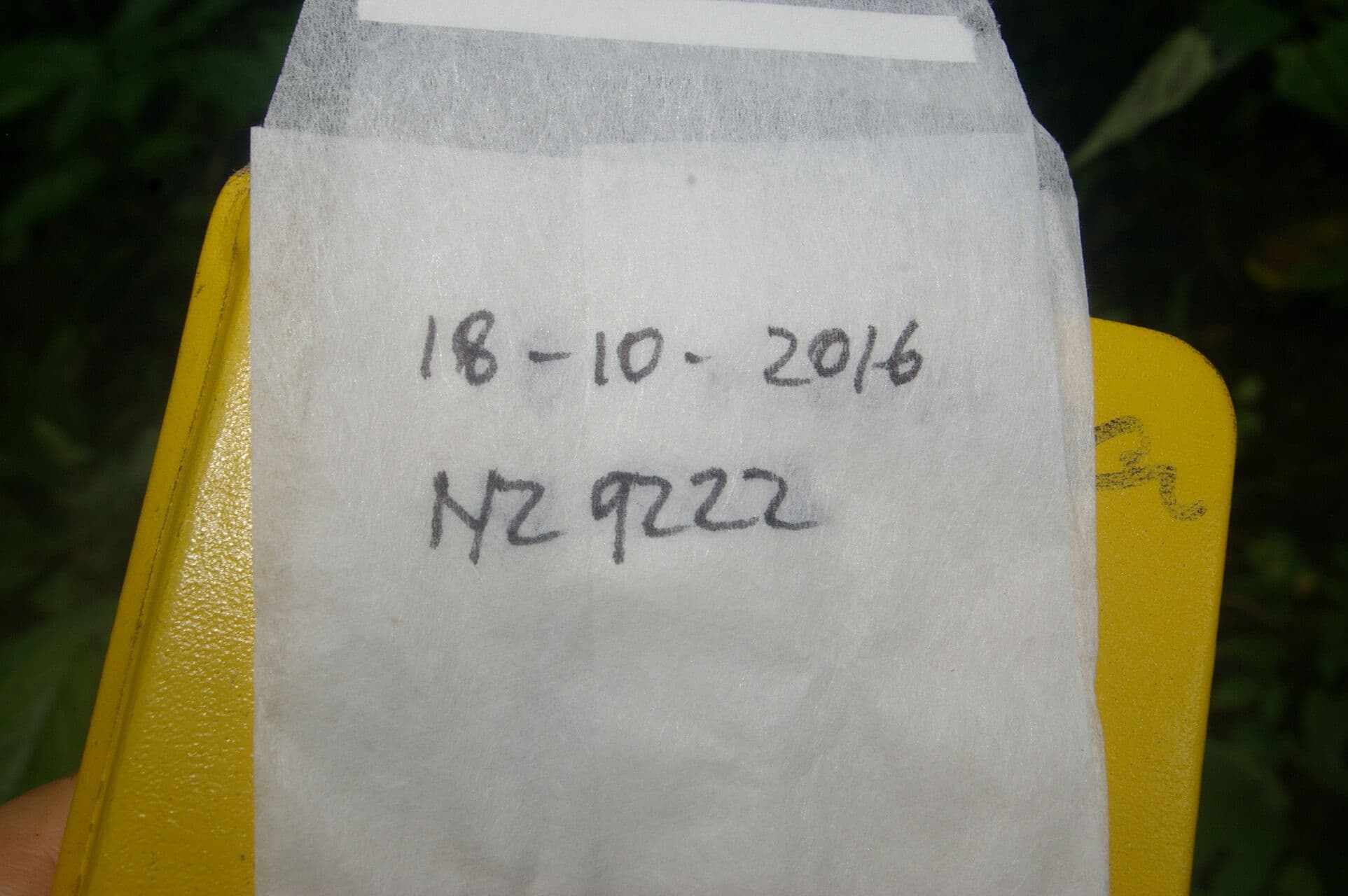 Thunbergie 22
