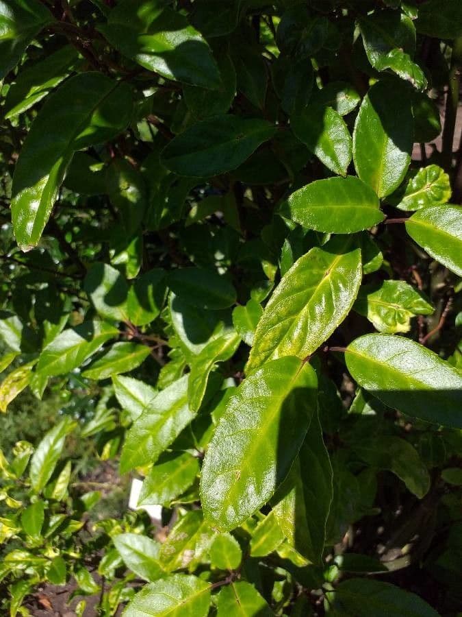 Helwingia 2