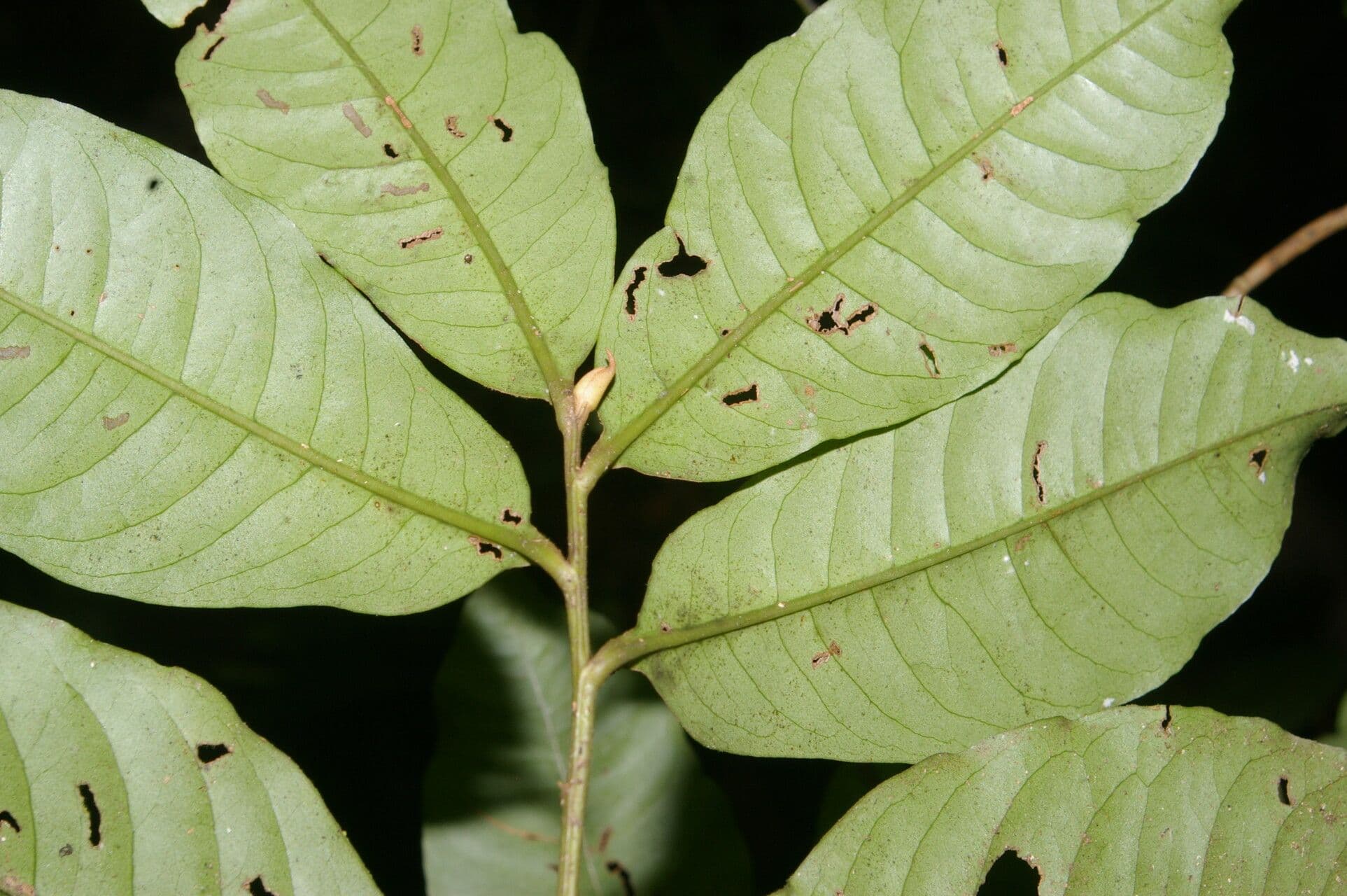 Ardisia de Guyane 13