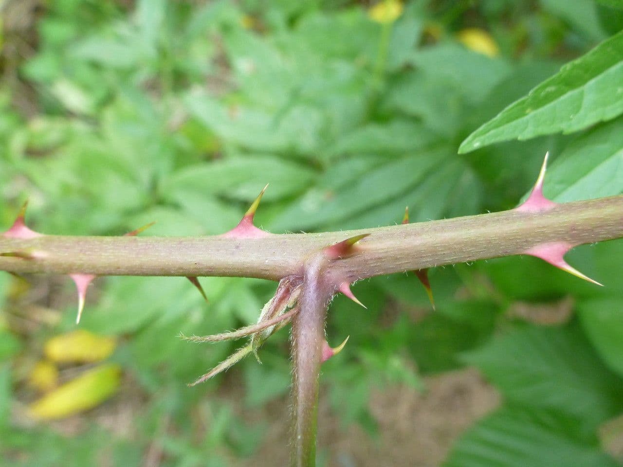Long-prickled bramble 7