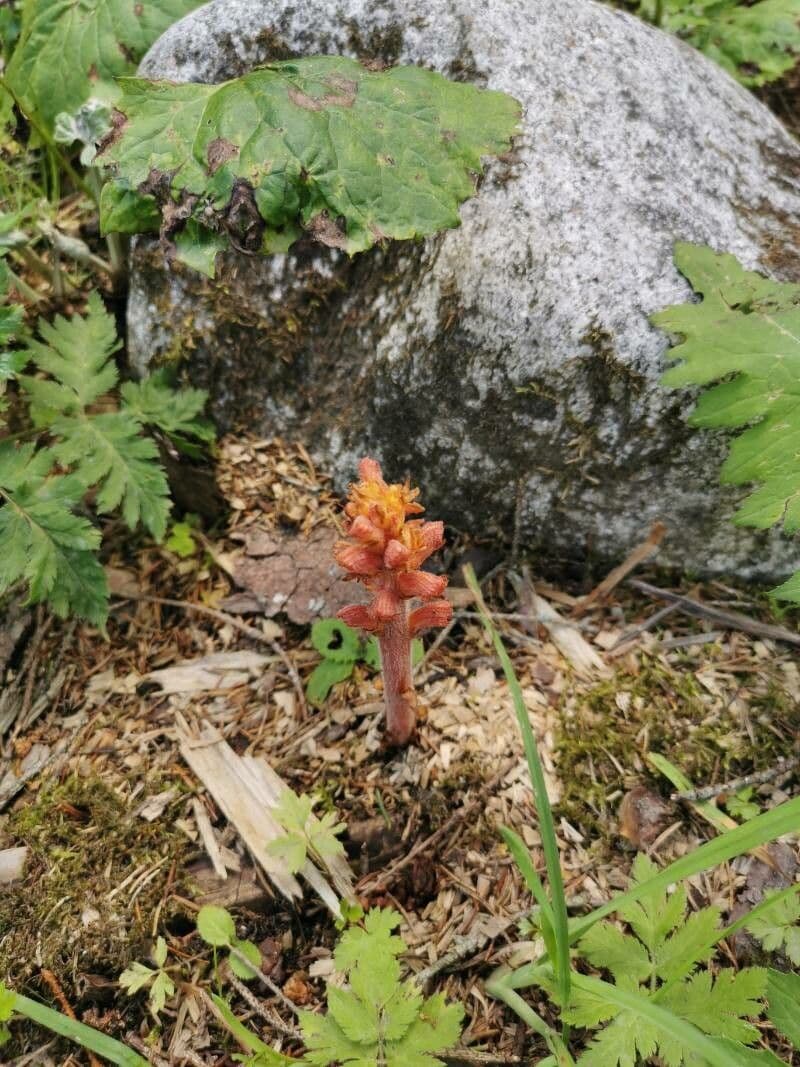 Rafio a fiori gialli 4