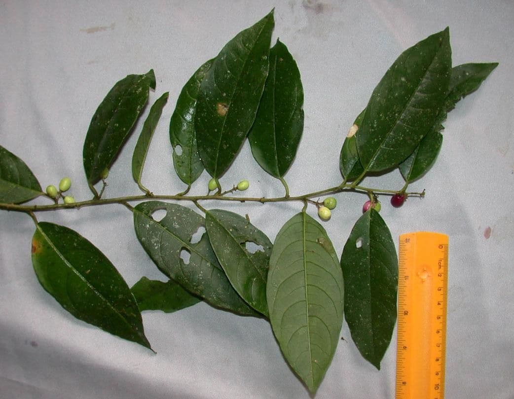 Cestrum 27