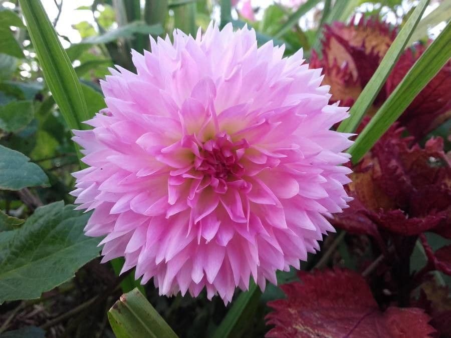 Dalia 9