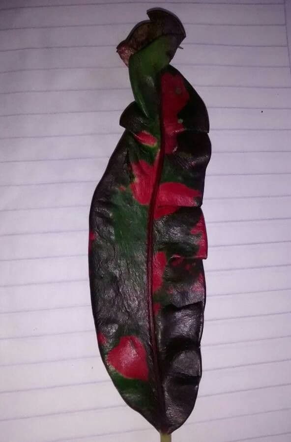 Croton variegato