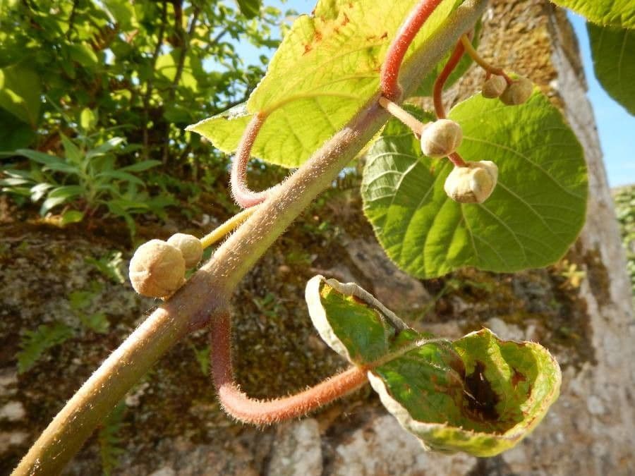 Kiwi dorato 20