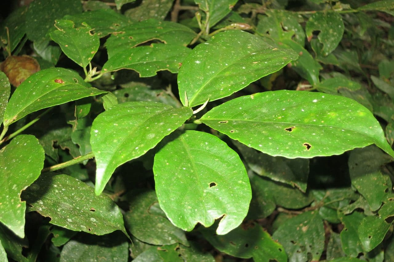 Baccaurea 2