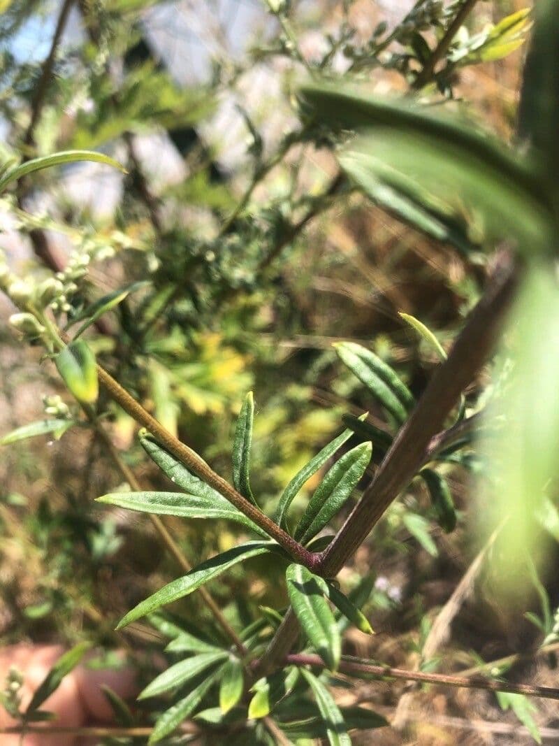 Field sagewort 21