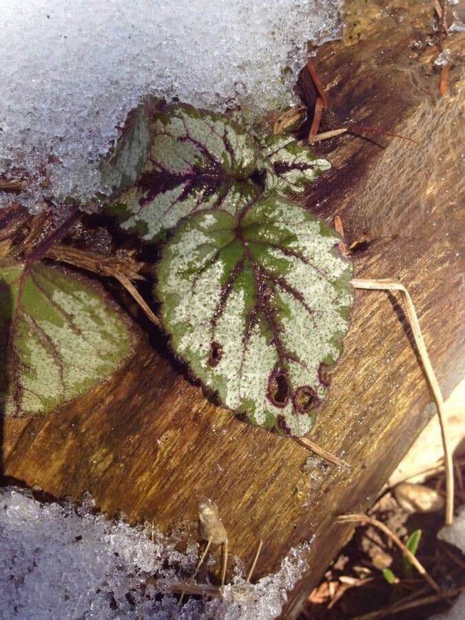Sassifraga stolonifera 13