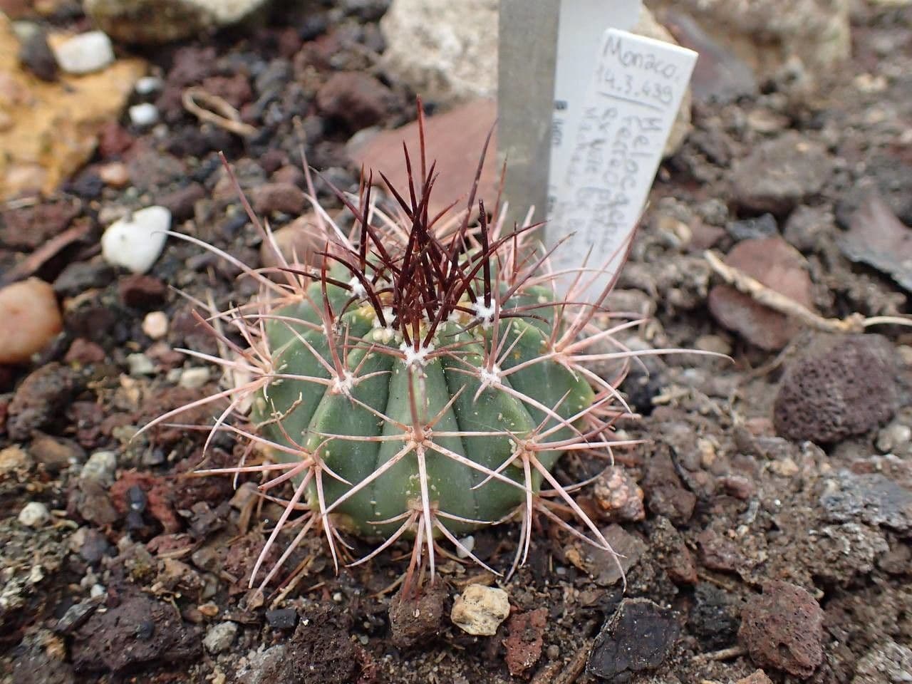 Méloncactus