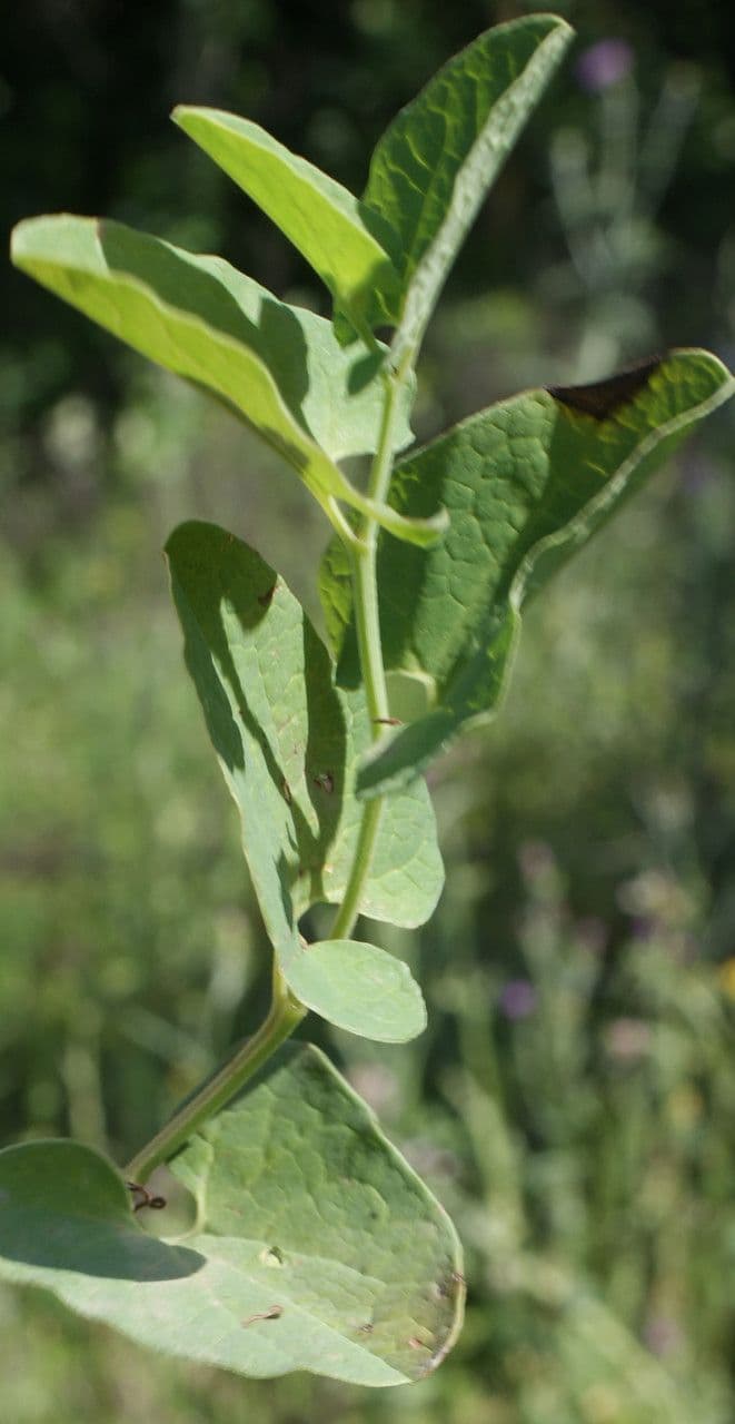 Rostlina 17