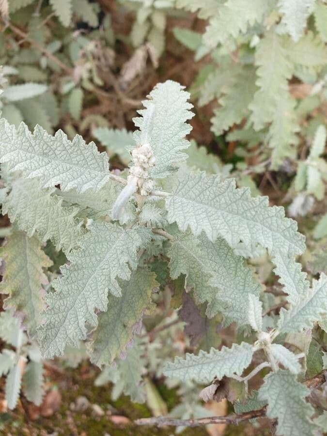 Buddleja 7
