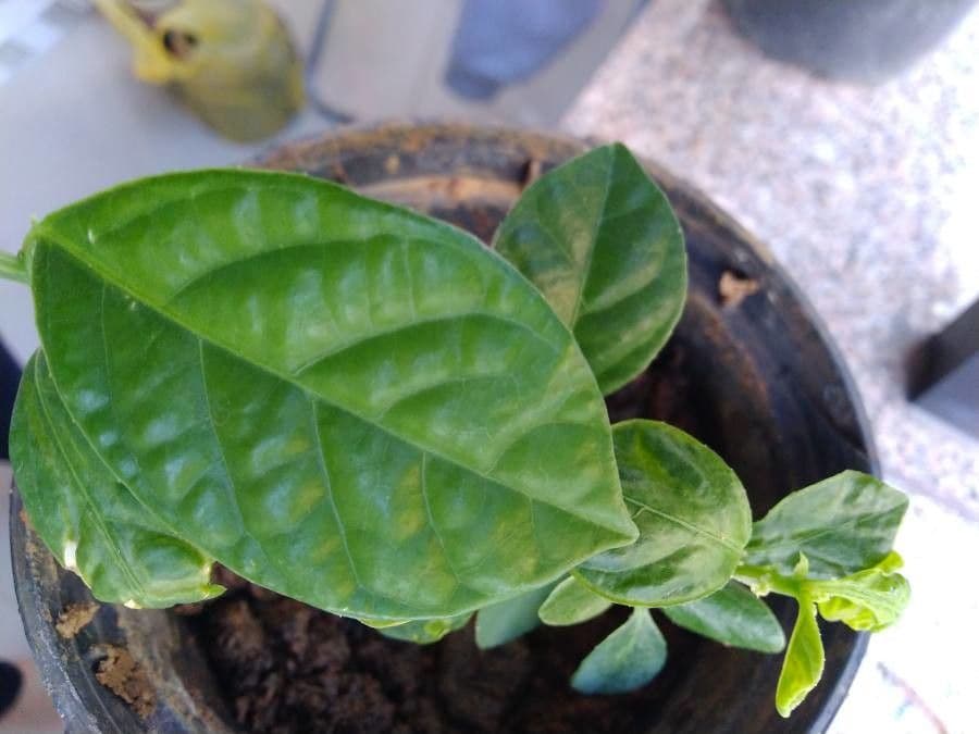 Passiflora 17