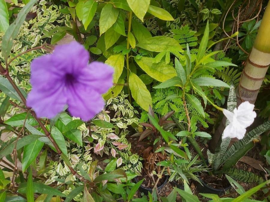 Ruellia tuberoso 15