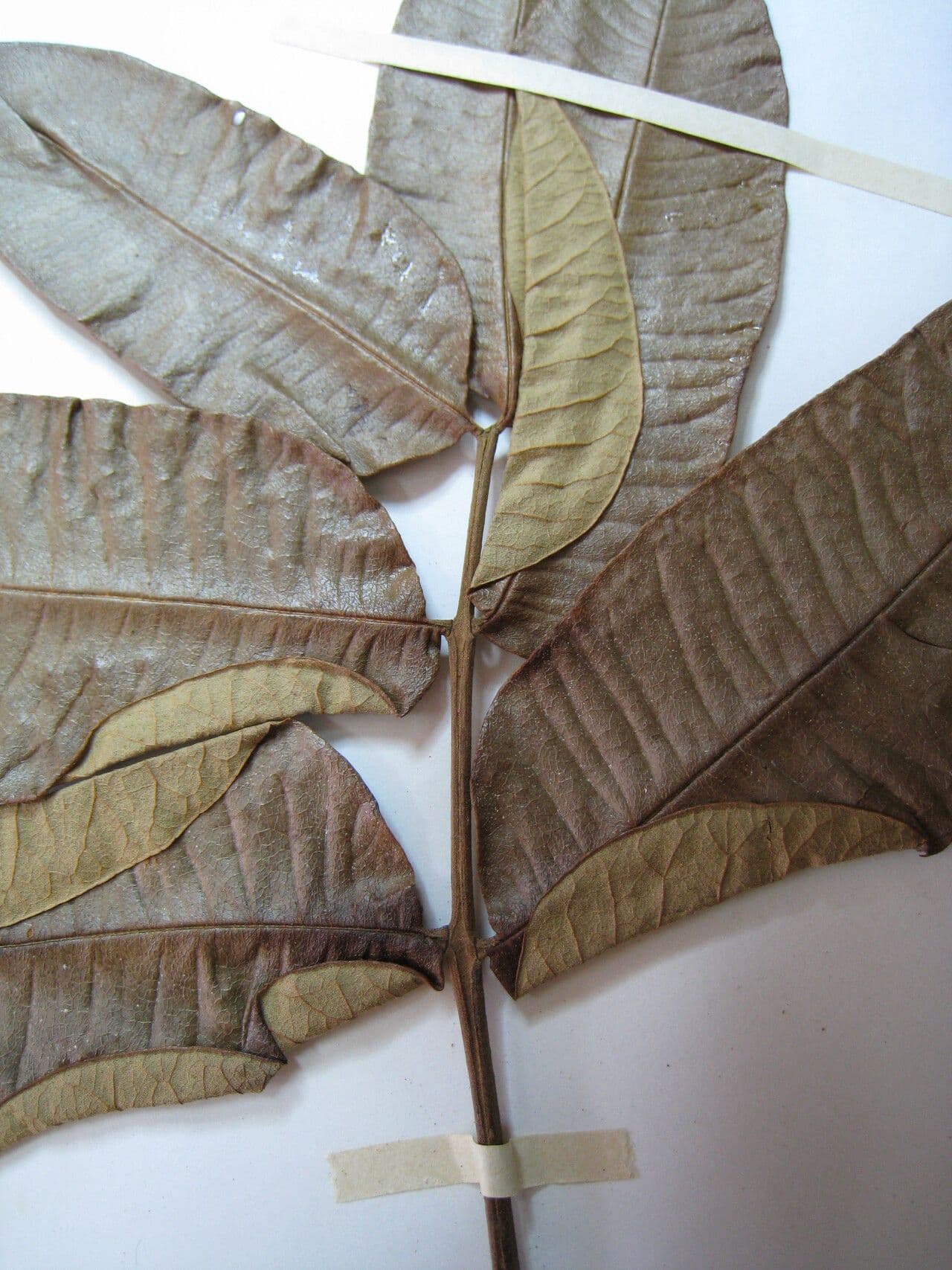 Zanthoxylum 20