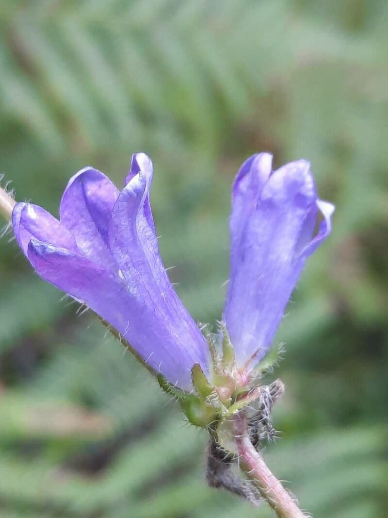 Campanula 3