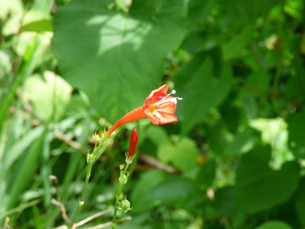 Ipomoea hederifolia 9