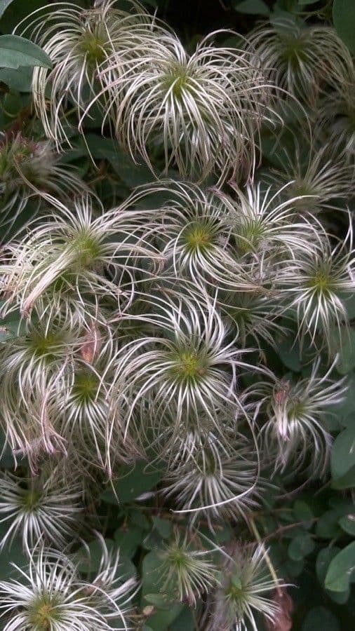 Clematide coriacea