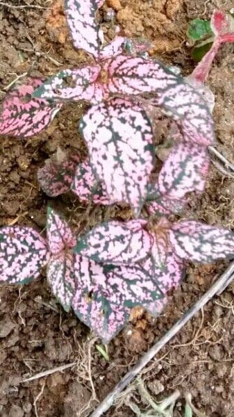 Hypoestes 10