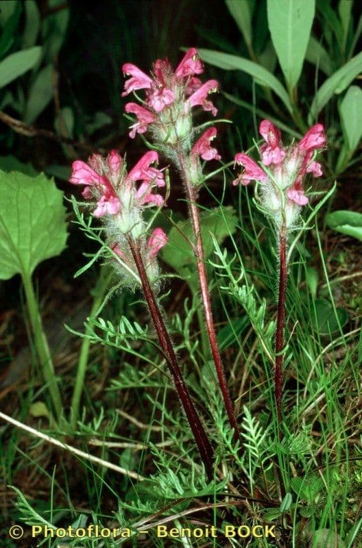 Pedicularis rosea 17