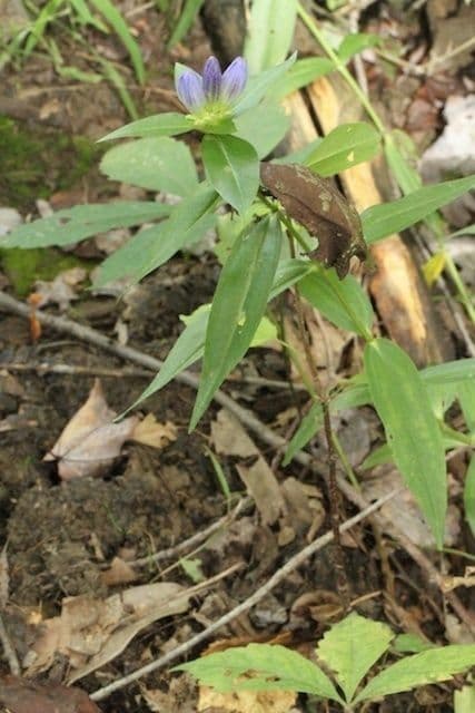 Genziana lineare 7